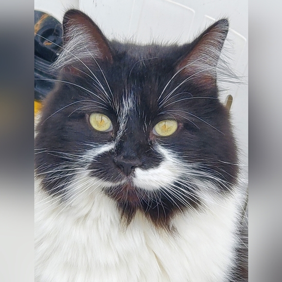 Meet your Posher, Robert - Picture 3 of 4